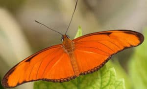 Orange Butterfly