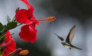 Humming Bird